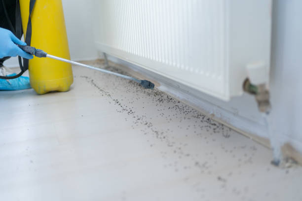 Best Emergency Pest Control  in Valdese, NC